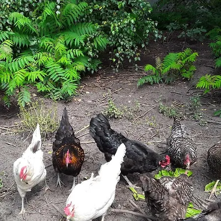 Gaestezimmer Sommer 3*