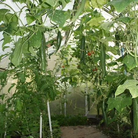 Gaestezimmer Sommer Гостевой дом